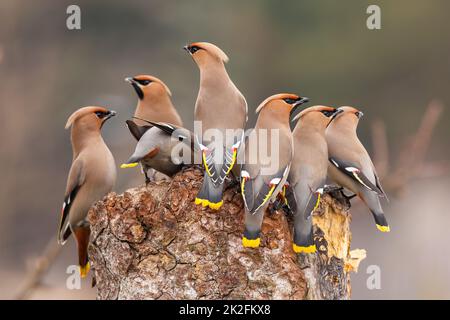 Troupeau de waxwing bohème assis sur la souche en hiver Banque D'Images