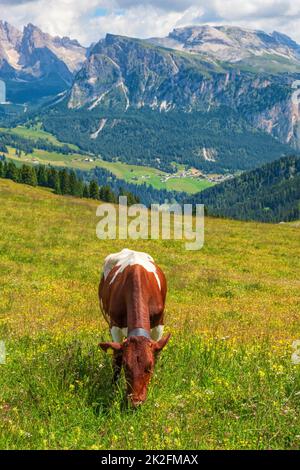 Alp prairie avec une vache de pâturage Banque D'Images