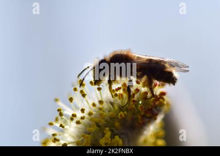 Abeille sur un saule fleuri salicaceae sur un fond flou Banque D'Images