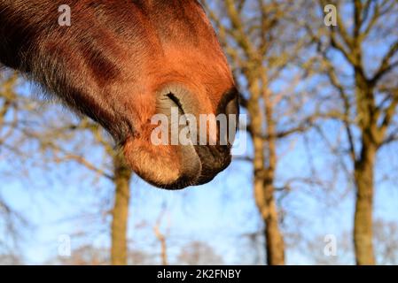 La bouche d'un cheval brun comme un gros plan Banque D'Images