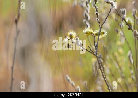 Abeille sur un saule fleuri salicaceae sur un fond flou Banque D'Images