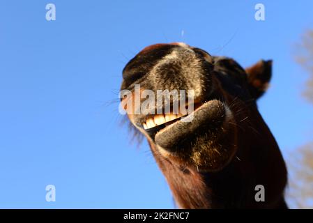 Ouvrez la bouche d'un cheval brun comme un gros plan de dessous Banque D'Images