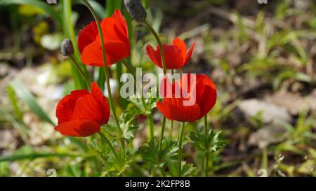 Anemone coronaria , de belles fleurs sauvages de printemps rouges fleurissent au printemps Banque D'Images