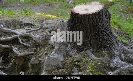 Une vieille souche épique d'arbre découpé entourée de racines épaisses dans un parc Banque D'Images