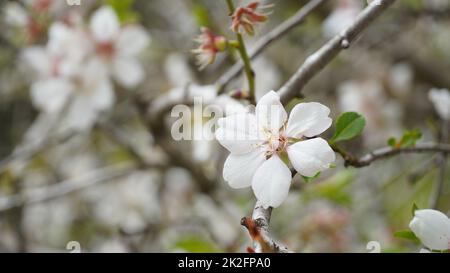 Grappe de fleurs d'amande en pleine floraison. Israël Banque D'Images