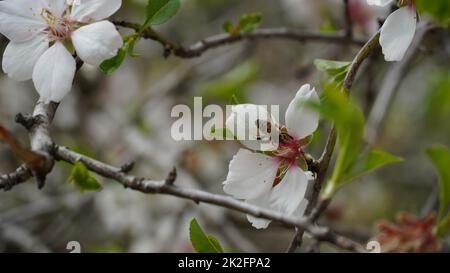 Grappe de fleurs d'amande en pleine floraison. Israël Banque D'Images