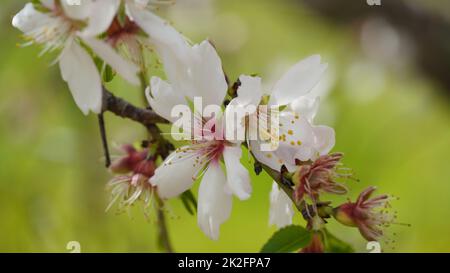 Grappe de fleurs d'amande en pleine floraison. Israël Banque D'Images