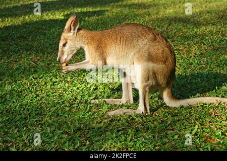 Nourrissant des wallabies agiles - Australie Banque D'Images