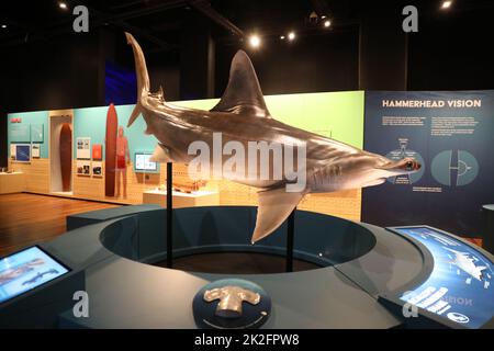 Sydney, Australia. 23rd September 2022. Sharks, a new blockbuster exhibition opening on 24 September 2022, is set to take centre stage at the Australian Museum (AM) this summer. Highlighting the very latest science and with deep cultural overlays, Sharks invites visitors to explore the diversity of these ancient fish. Pictured: scalloped hammerhead shark (Sphyrna lewini). Credit: Richard Milnes/Alamy Live News Stock Photo