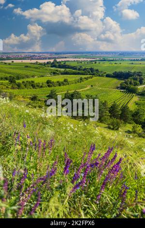 Vignoble près de Velke Bilovice, Moravie du Sud, République tchèque Banque D'Images