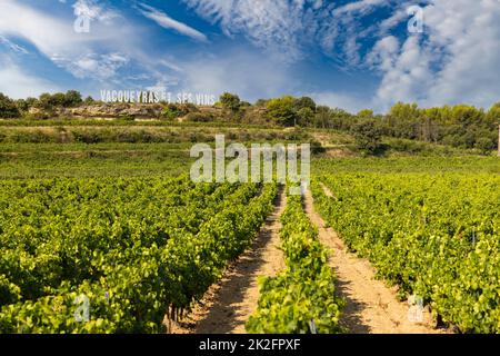 Vignoble typique près de Vacqueyras, Côtes du Rhône, France Banque D'Images