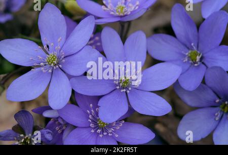 Tour à lobes hepatica close-up Banque D'Images