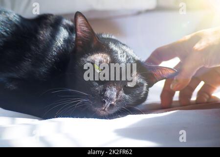 Un adorable chat noir dormant sur un lit. Doux se touchant de près de la main. Idée de concept d'amour Banque D'Images