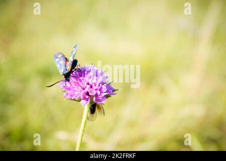 Écarlate tiger Moth sur la fleur de trèfle gros plan. Banque D'Images