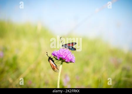 Écarlate tiger Moth sur la fleur de trèfle gros plan. Banque D'Images