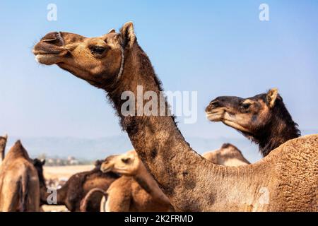 Des chameaux à Pushkar Mela juste chameau au Rajasthan Banque D'Images