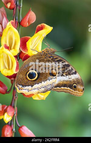 Hibou papillon (Caligo memnon) sur fleur jaune. Banque D'Images