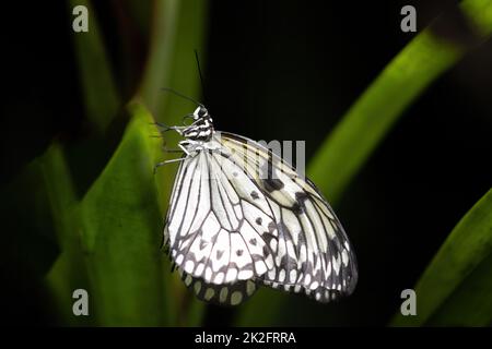 Vue ventrale du papillon en papier de riz Banque D'Images