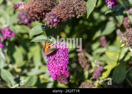 Un papillon, un papillon paon, est assis sur un lilas et profite du soleil. Banque D'Images