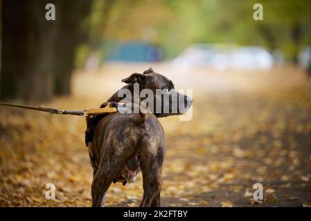 Chien American Pit Bull Terrier sur une laisse en automne Banque D'Images