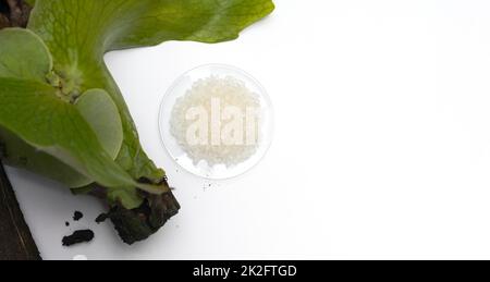 Cristaux de bain en verre de montre chimique place près de Platycerium stemaria fougères sur table blanche. Vue de dessus Banque D'Images