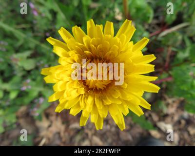 belle fleur jaune naturel pissenlit odeur de couleur Banque D'Images