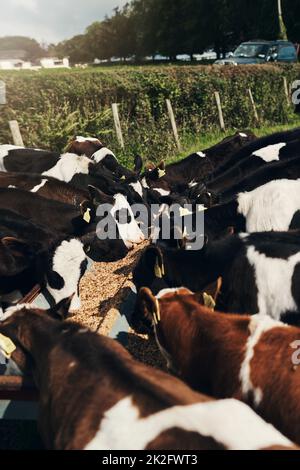 On dirait que toutes mes vaches sont ici. Prise d'un troupeau de vaches debout ensemble sur un champ vert à l'extérieur d'une ferme pendant la journée. Banque D'Images