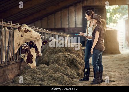 Comment évaluez-vous la qualité de votre foin aujourd'hui. Prise de vue de deux agricultrices qui s'occupent de leur bétail dans la grange. Banque D'Images