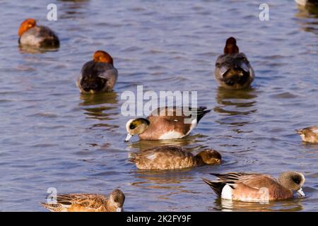 Canards Banque D'Images