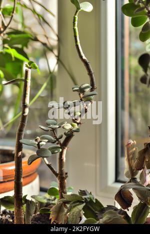 Crassula ovata, plante de jade sur la fenêtre. Plante ornementale d'intérieur Evergreen pour la décoration de chambre et de maison. Banque D'Images