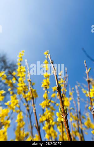 forsythia floraison au printemps Banque D'Images