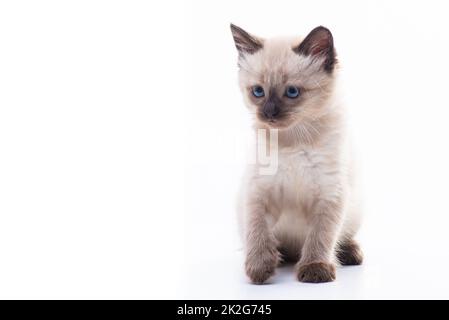 Un petit chaton est assis et regarde avec soin. Isolé sur fond blanc. Concept de produits pour chats, clinique vétérinaire et magasin pour animaux de compagnie. Phot de haute qualité Banque D'Images