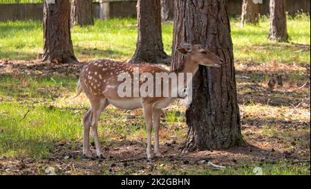 Cute spotted fallow deer in the park. Banque D'Images