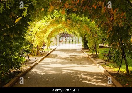 Bancs sous voûte en plante d'escalade dans le parc d'automne le jour ensoleillé Banque D'Images