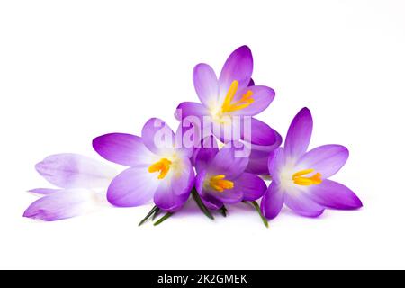 Crocus - l'une des premières fleurs de printemps Banque D'Images