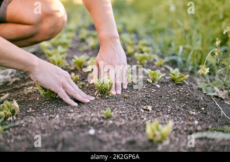 Les conditions météorologiques sont parfaites pour ces plantes. Photo d'un homme touchant le sol alors qu'il plante des récoltes dans son jardin. Banque D'Images