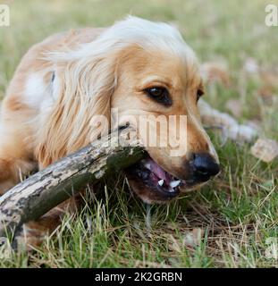 Vivez comme les chiots font, comme tout est une aventure. Photo portrait d'un adorable chiot d'épagneul cocker allongé sur l'herbe mastiquant un bâton. Banque D'Images