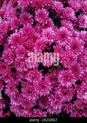 Jardin de chrysanthème après la pluie d'automne Banque D'Images