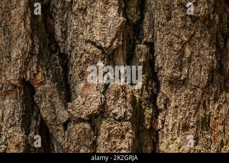 Détail de vieil arbre écorce rugueuse. La nature abstraite de la texture. Banque D'Images