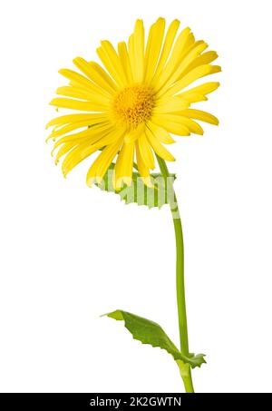 Belle Marguerite jaune (Marguerite, Doronicum) isolée sur fond blanc, y compris le chemin d'écrêtage. Banque D'Images