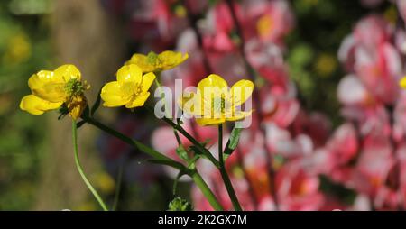 Buttercup jaune de fleur sauvage du Texas Ranunculus bulbosus - Buttercup bulbeux Banque D'Images