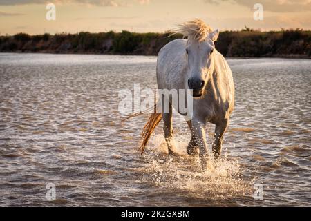 Cheval blanc en Camargue, France. Banque D'Images