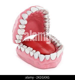 Modèle de dents et de poumons artificiels. 3D illustration. Banque D'Images