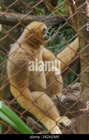 Northern white-cheeked gibbon in a cage.Females have pale yellow hairs throughout the body. Stock Photo