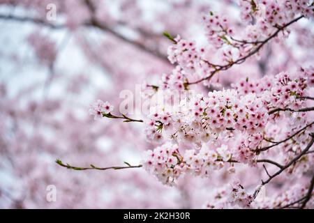 Fleur de cerisier sakura en fleurs Banque D'Images