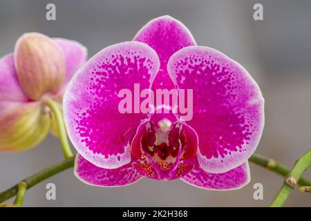 Une fleur de type orchidée de Moth ou Orchidée de Lune, de couleur pourpre avec des taches sombres et un bourgeon de fleur vert, isolée sur un fond gris Banque D'Images