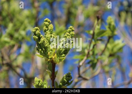 lilas avec bourgeons dans le jardin Banque D'Images