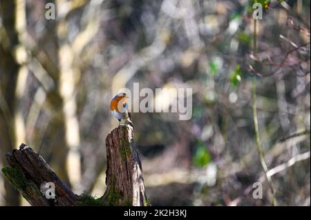 Robin Bird se trouve sur la branche dans la nature Banque D'Images