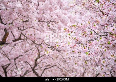 Fleur de cerisier sakura en fleurs Banque D'Images