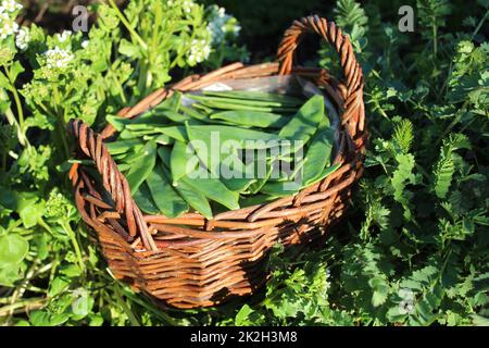 pois de sucre dans un panier dans le jardin d'herbes Banque D'Images